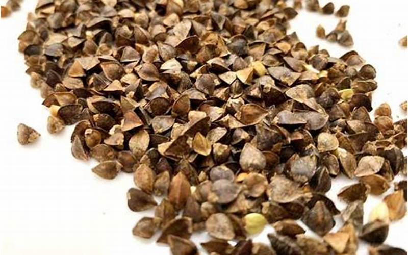 Why Plant Buckwheat Seeds