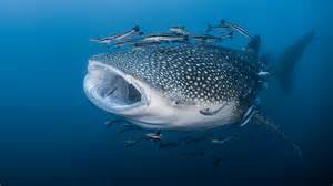 Why the Whale Shark is Endangered