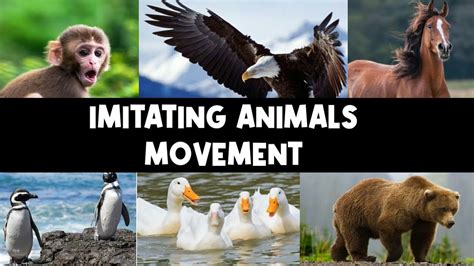 Why Animals Imitate