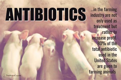 Why Are Antibiotics Fed To Farm Animals