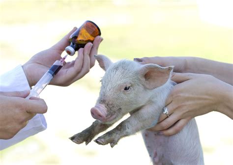 Why Are Antibiotics Given To Healthy Farm Animals