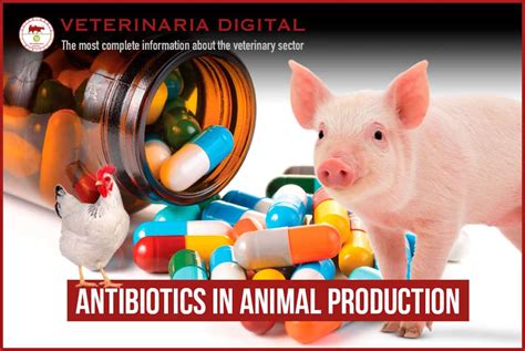 Why Are Antibiotics Used On Farm Animals