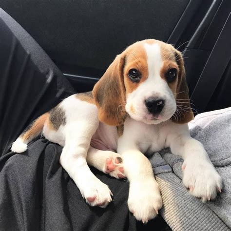 Pin by Why Do I Need A Name? on Awww in 2020 Beagle puppy, Cute