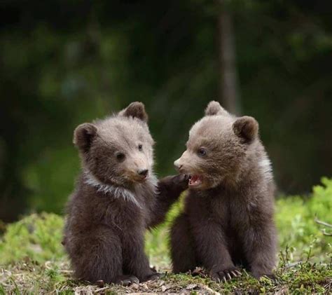 Why Are Bears So Cute