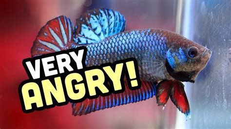 Why Are Betta Fish Aggressive