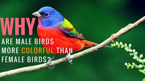 Why Are Male Birds More Colorful