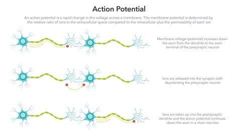 Why Are Multiple Action Potentials Generated In Response To A Long Stimulus