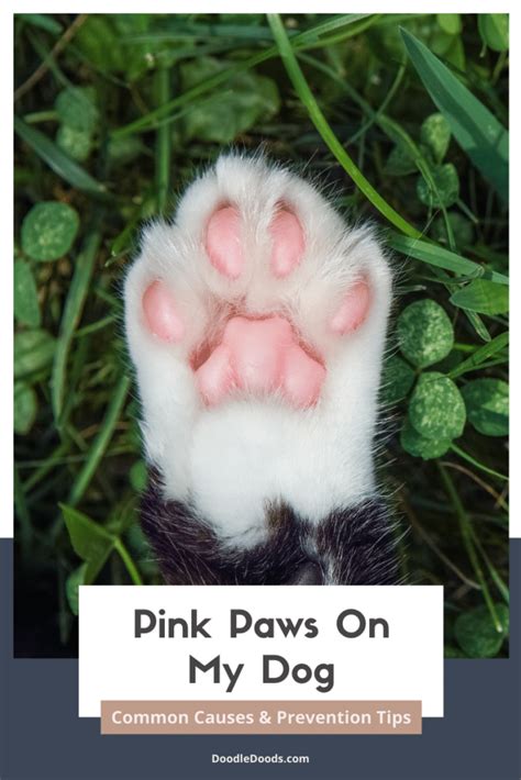 Why Are My Dogs Paws Pink