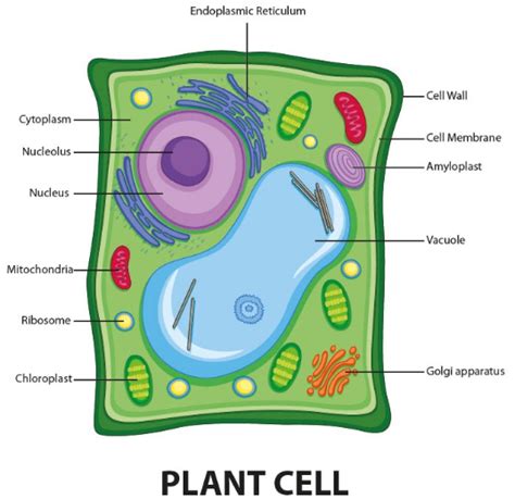 Why Are Plant Cells Square? The Science Behind Shape Differences Between Plant and Animal Cells.