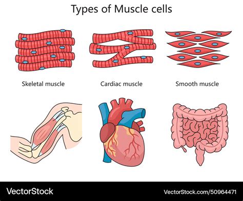 The Nature's Wonders: Understanding the Mysterious Differences between Skin and Muscle Cells