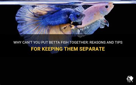 Why Can'T Betta Fish Be Together