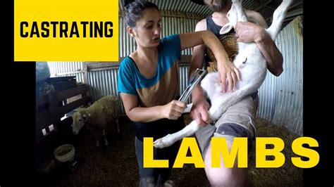 Why Castrate Farm Animals