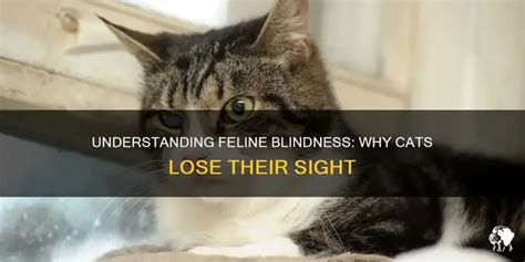 Why Cats Go Blind