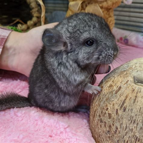 Why Chinchillas Make Unique Companions