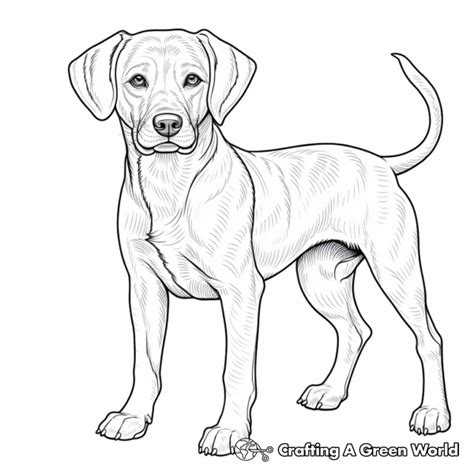 Why Choose a Black Lab Coloring Page Printable