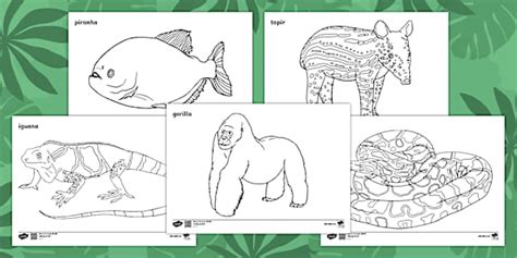 Why Choose a Drawing Print For Colouring?