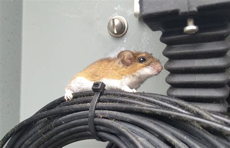 Why DIY Mouse Control Often Fails