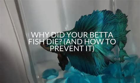 Why Did My Betta Fish Die
