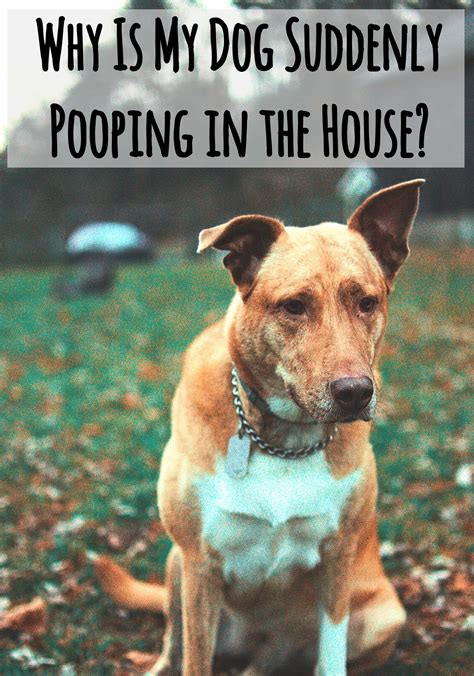Why Did My Dog Start Pooping In The House