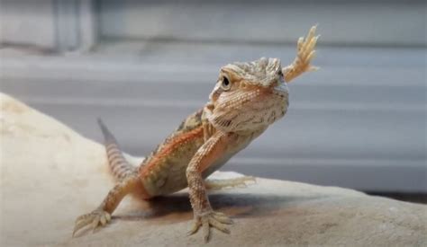 Why Do Bearded Dragons Wave