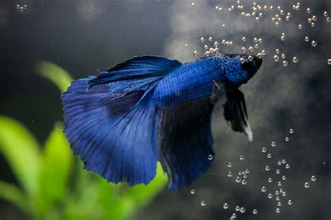 Why Do Betta Fish Blow Bubbles