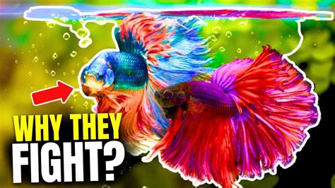 Why Do Betta Fish Fight