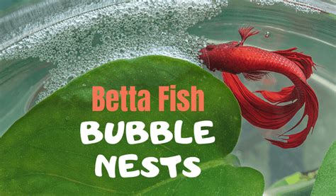 Why Do Betta Fish Make Bubble Nests