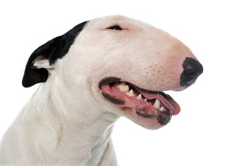Why Do Bull Terriers Have Egg Shaped Heads?