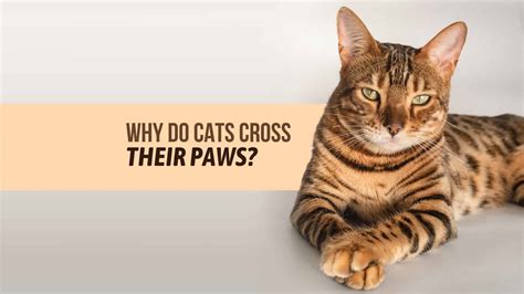 Why Do Cats Cross Their Paws