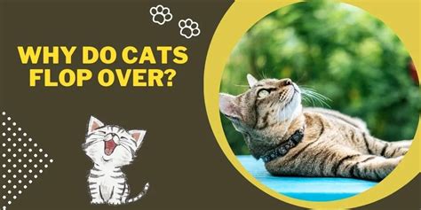 Why Do Cats Flop Over