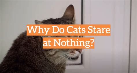 Why Do Cats Stare At Nothing