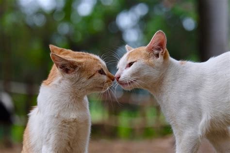 Why Do Cats Touch Noses