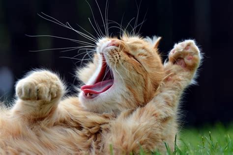 Why Do Cats Yawn