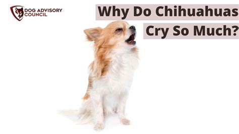 5 Reasons Why Do Chihuahuas Cry So Much?