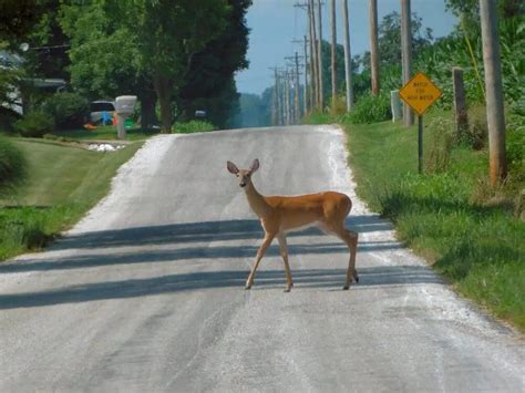Why Do Deer Run In Front Of Cars