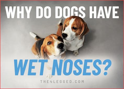 Why Do Dogs Have Wet Noses? Uncovering the Scientific Reasons Behind This Canine Trait
