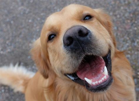 Why Do Dog Smile