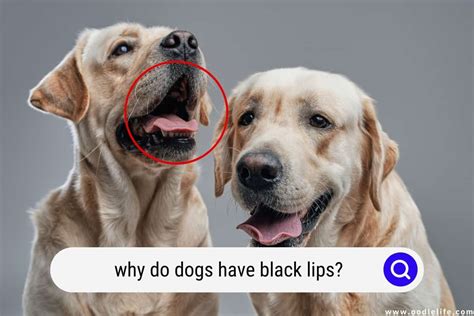 Why Do Dogs Have Black Lips