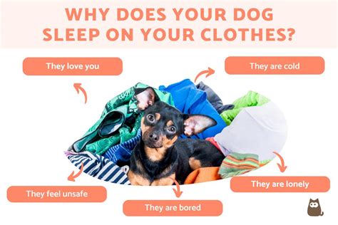 Why Do Dogs Lay On Your Clothes