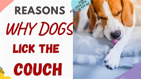 The Heartbreaker Behavior: Why Dogs Lick Your Couch and How to Put an End to It