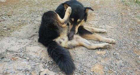 Why Do Dogs Lick Their Dicks