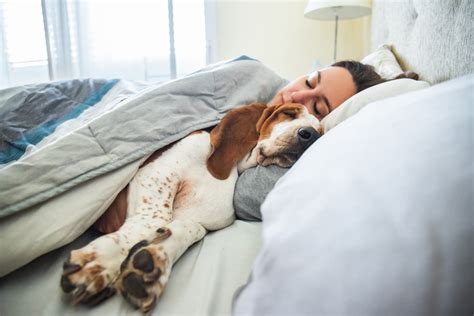 Why Do Dogs Sleep So Close To You