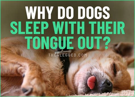 Why Do Dogs Sleep With Their Tongue Out