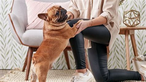 Why Do Dogs Stand On You