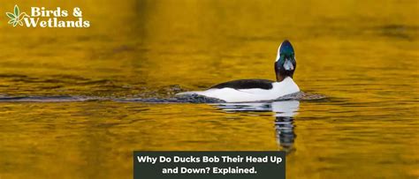 Why Do Ducks Bob Their Heads
