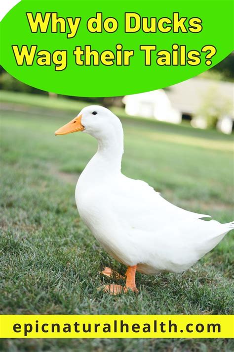 Why Do Ducks Wag Their Tails
