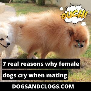 Why Do Female Dogs Cry When Mating