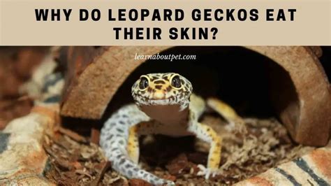Why Geckos Shed Their Skin: The Science Behind Self-Cannibalism