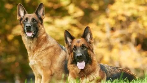 Why Do German Shepherds Howl