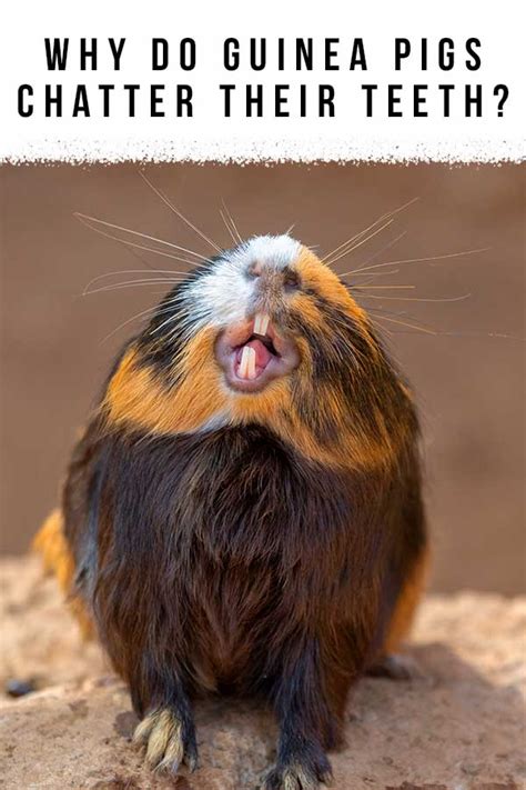 Why Do Guinea Pigs Chatter Their Teeth